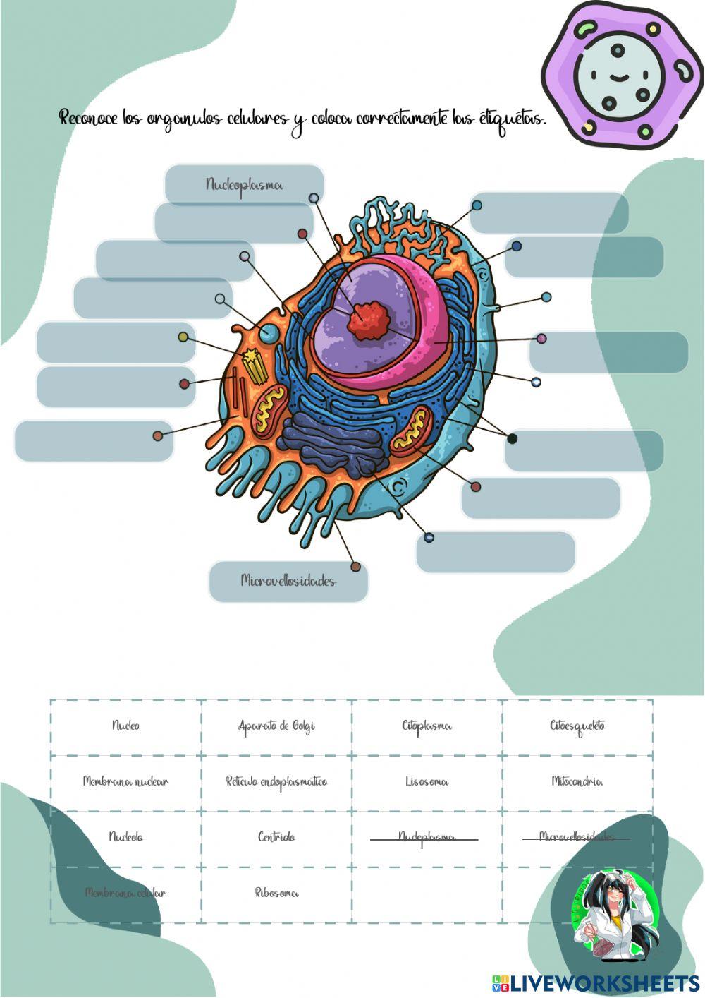 Ficha célula y tejidos