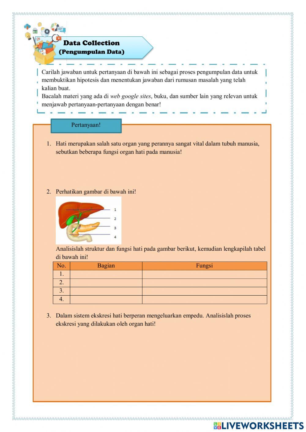Sistem ekskresi (hati)