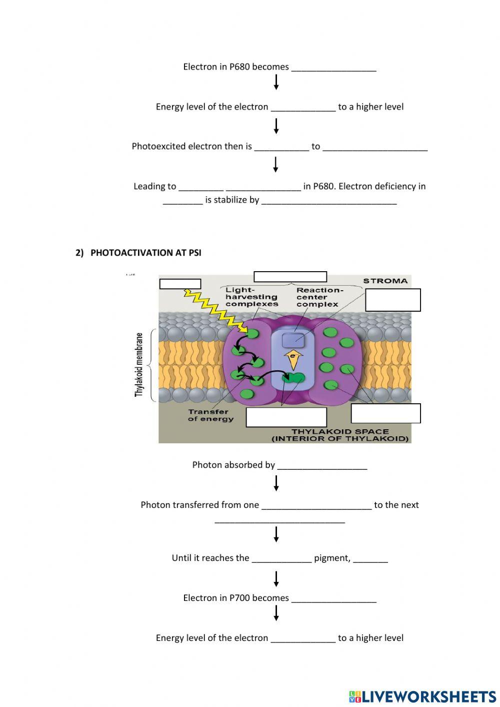 LIGHT DEPENDENT REACTION : NONCYCLIC ELECTRON FLOW