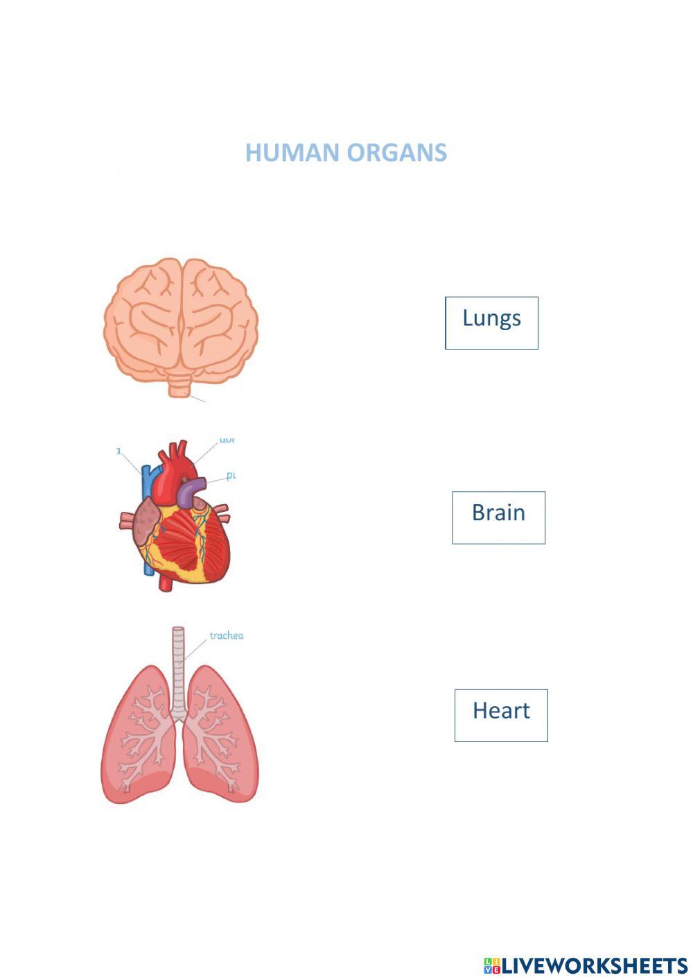 Human organs