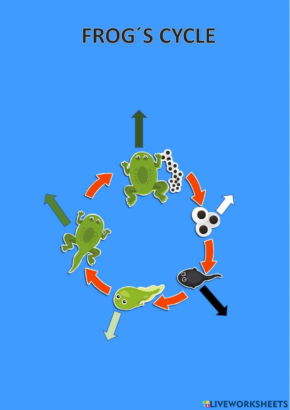 Frog's Cycle