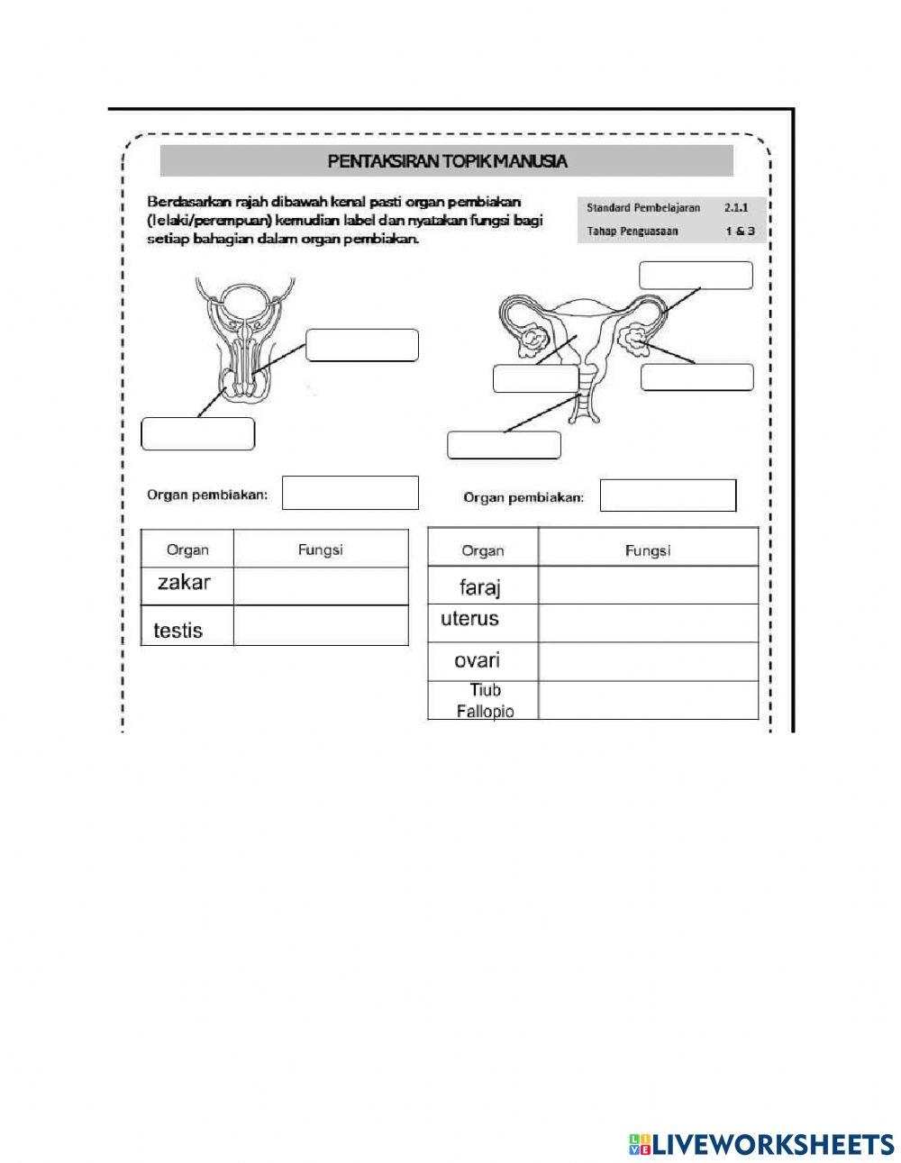 Organ pembiakan manusia