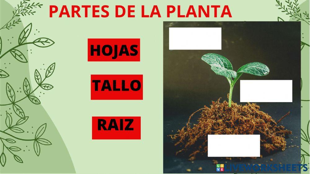 Las partes de la plantA