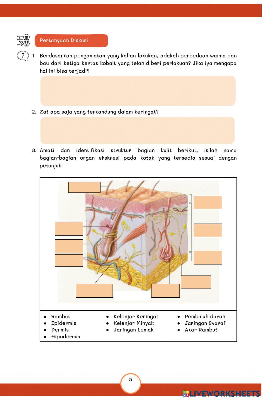 Lkpd berbasis pbl materi sistem ekskresi kulit 2897556