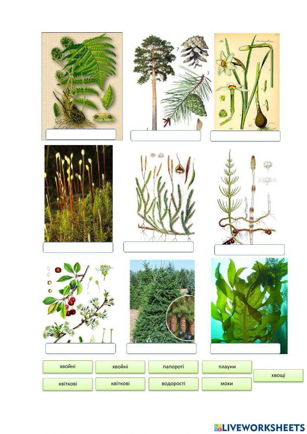Практична робота -Визначення представників різних груп рослин-