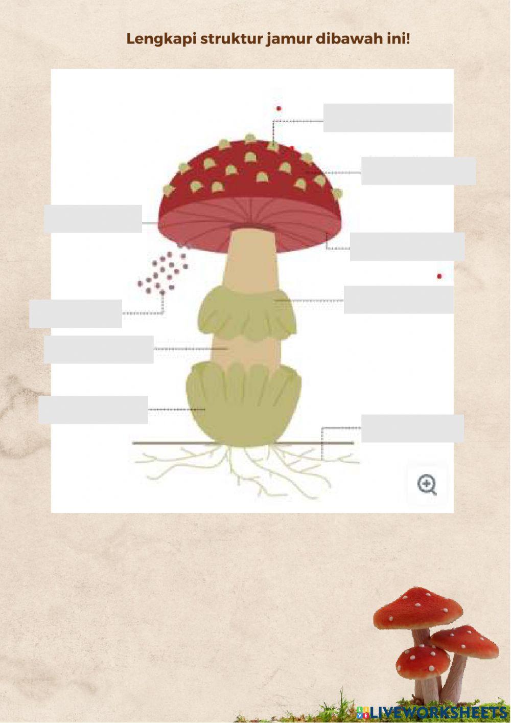 LKPD CIRI CIRI FUNGI (SMAN 1 DEPOK)