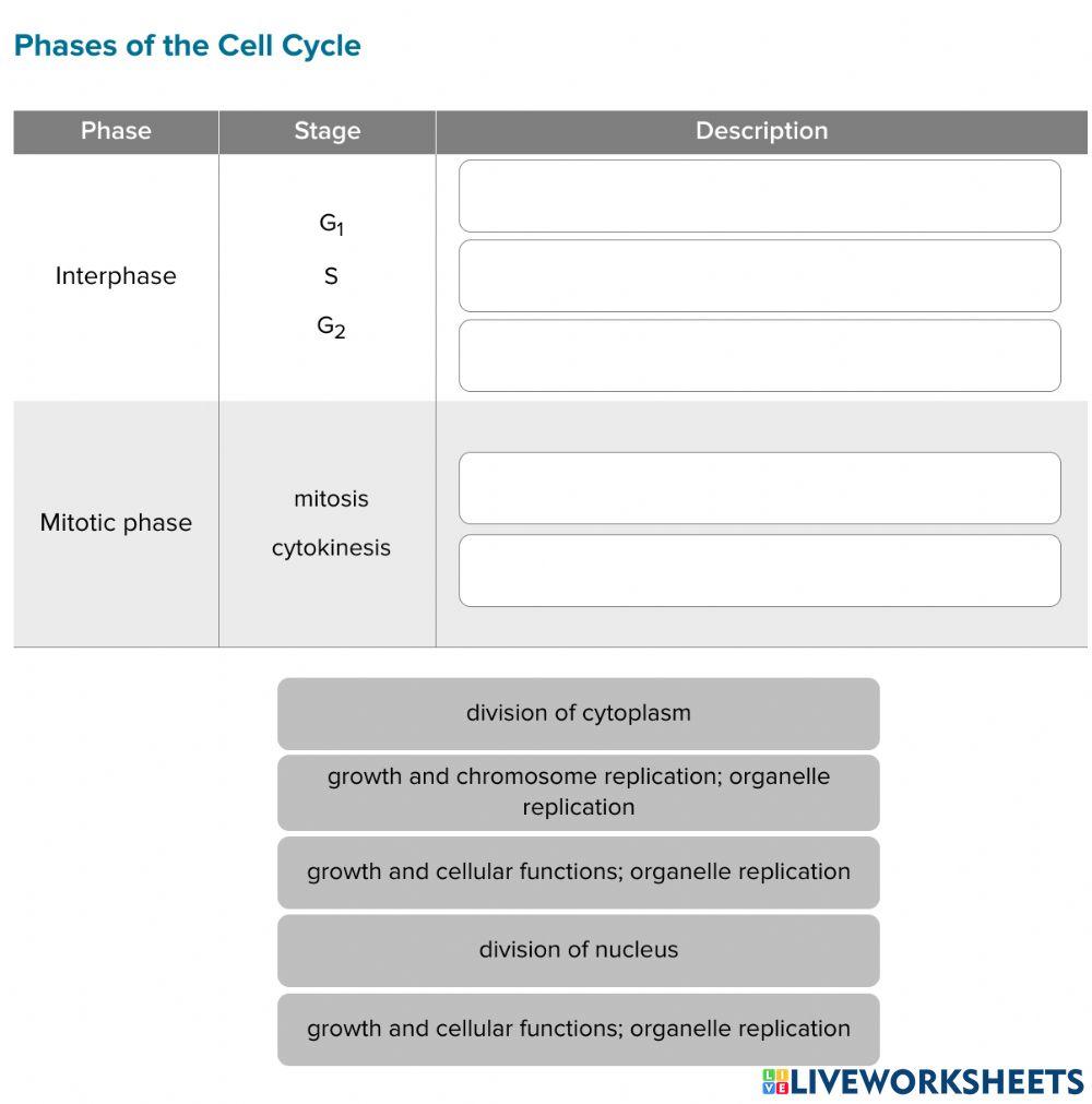 The Cell Cycle and the Cell Division Phases online exercise for | Live ...