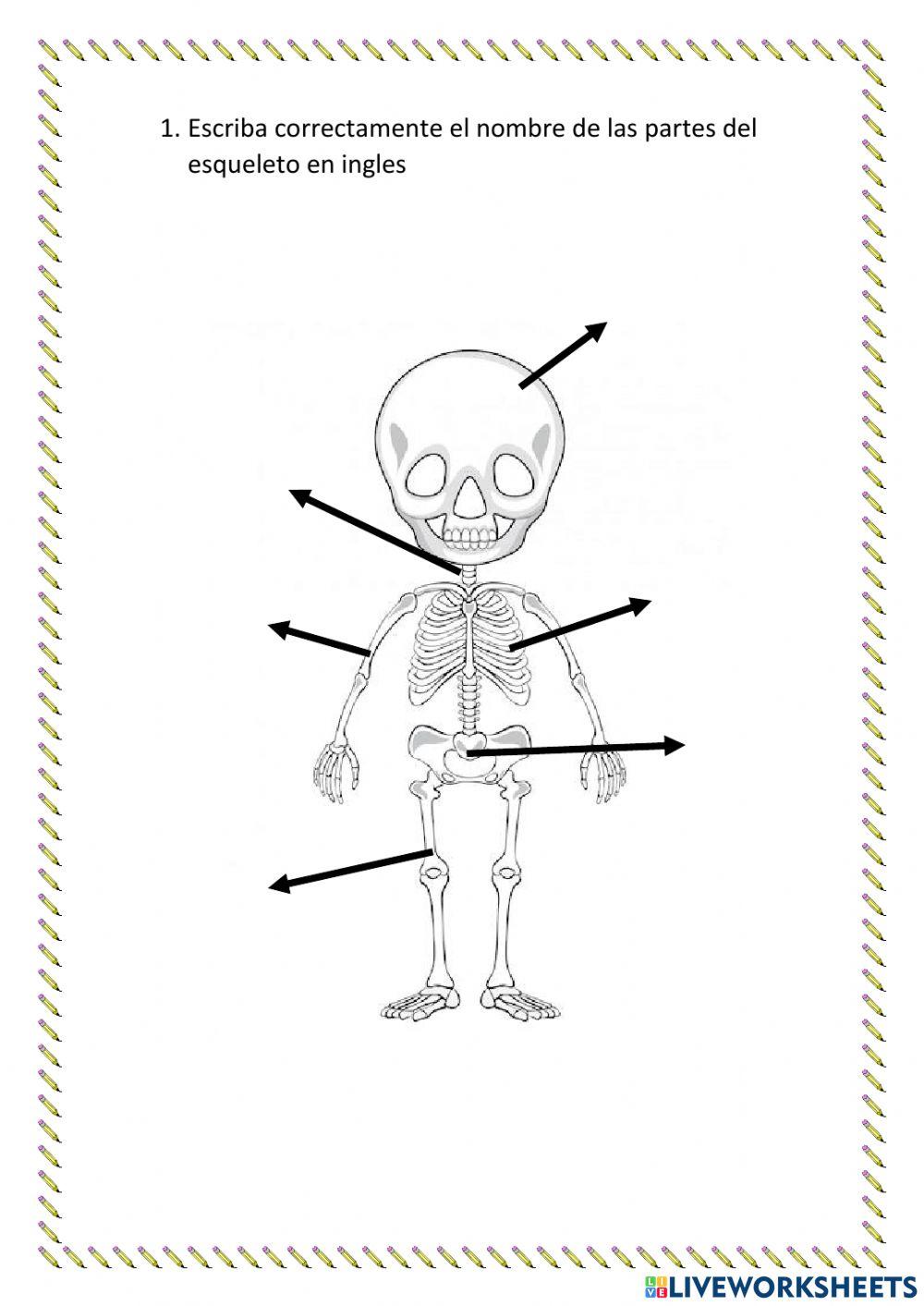 The musuloskeletal sistem
