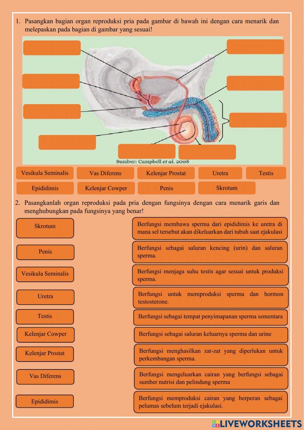 Sistem reproduksi manusia