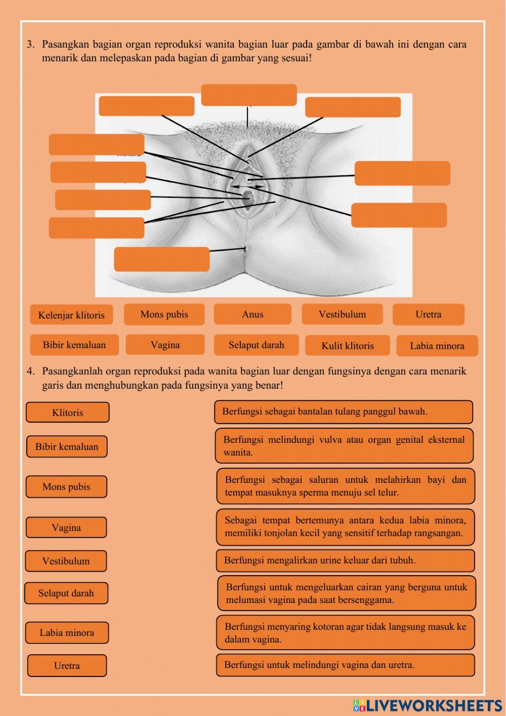 Sistem reproduksi manusia
