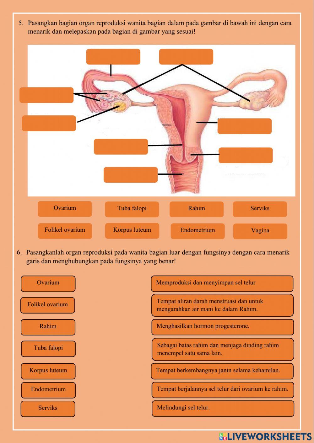 Sistem reproduksi manusia