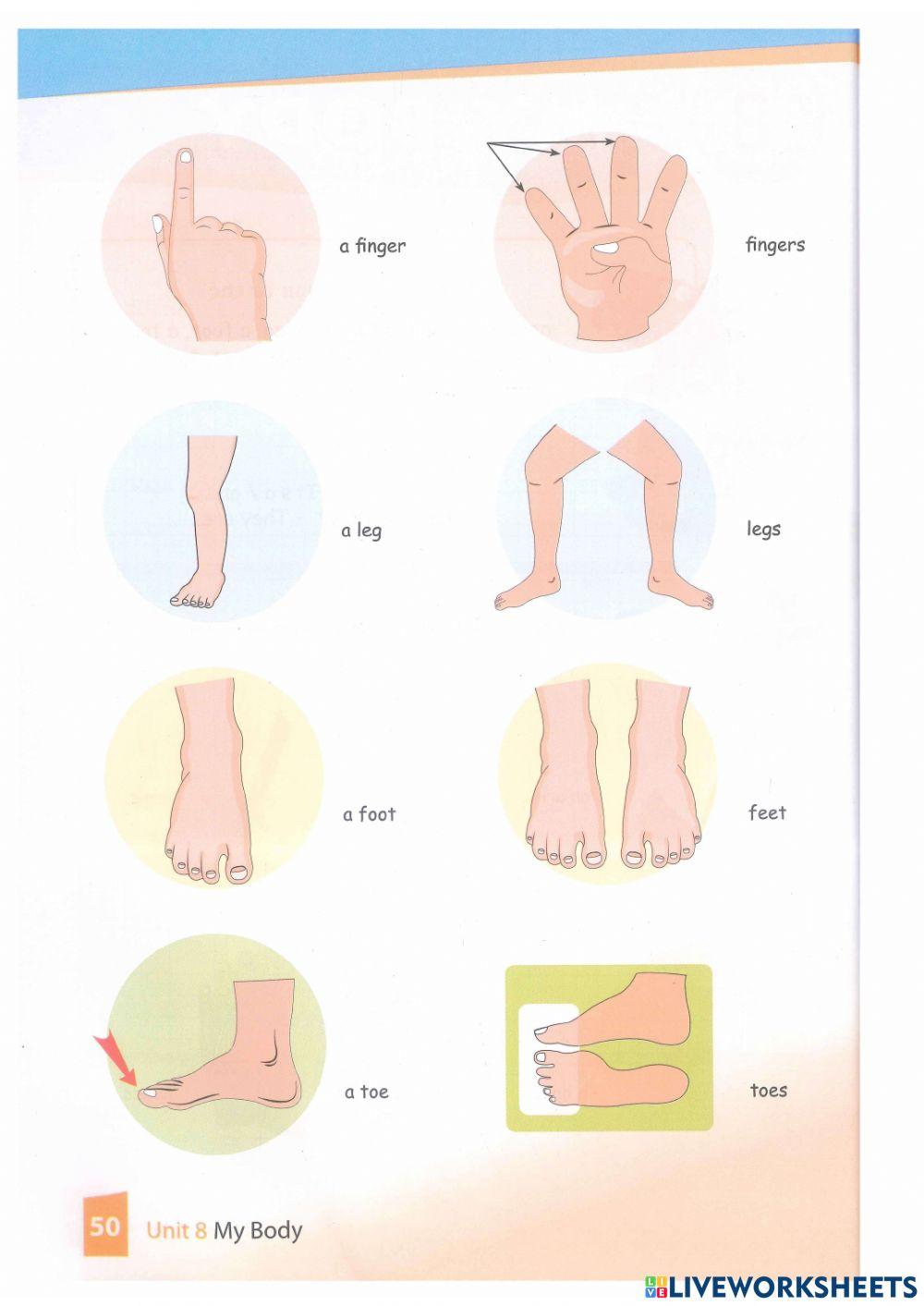 My body and face - lesson