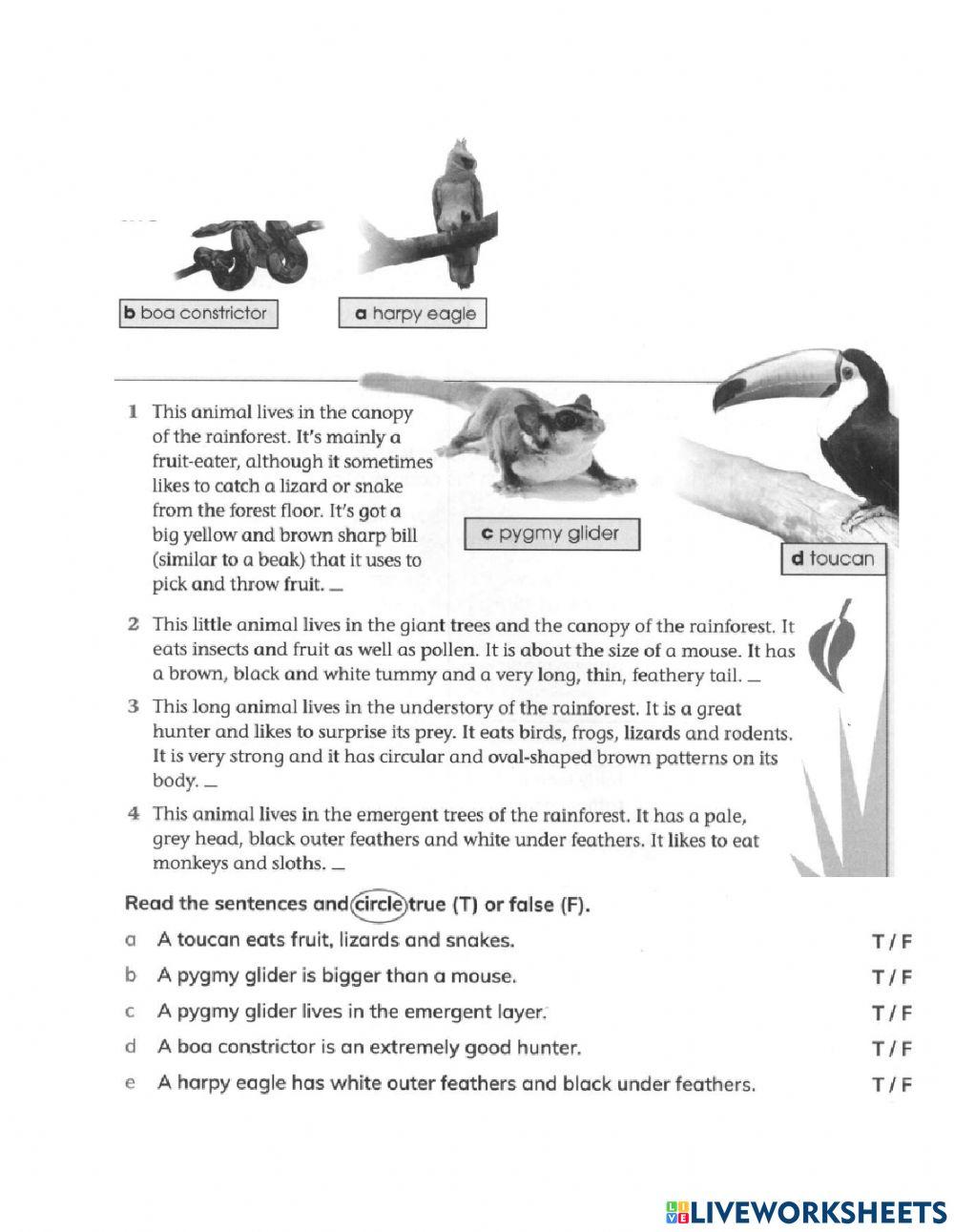 Reading about animals in rainforests G5