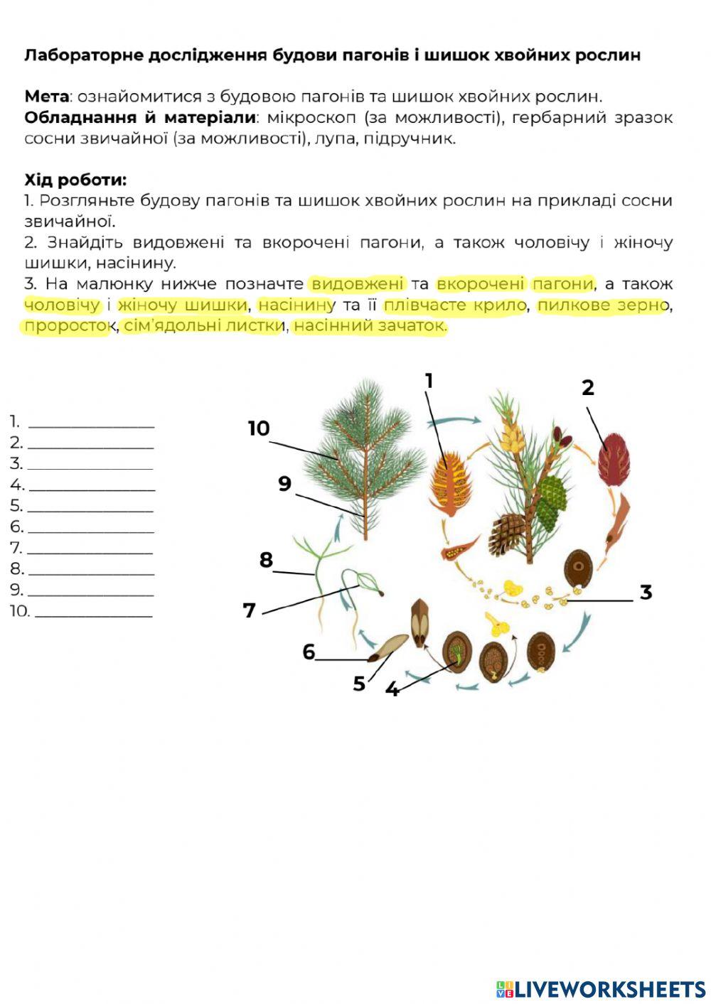 Будова та життєвий цикл голонасінних