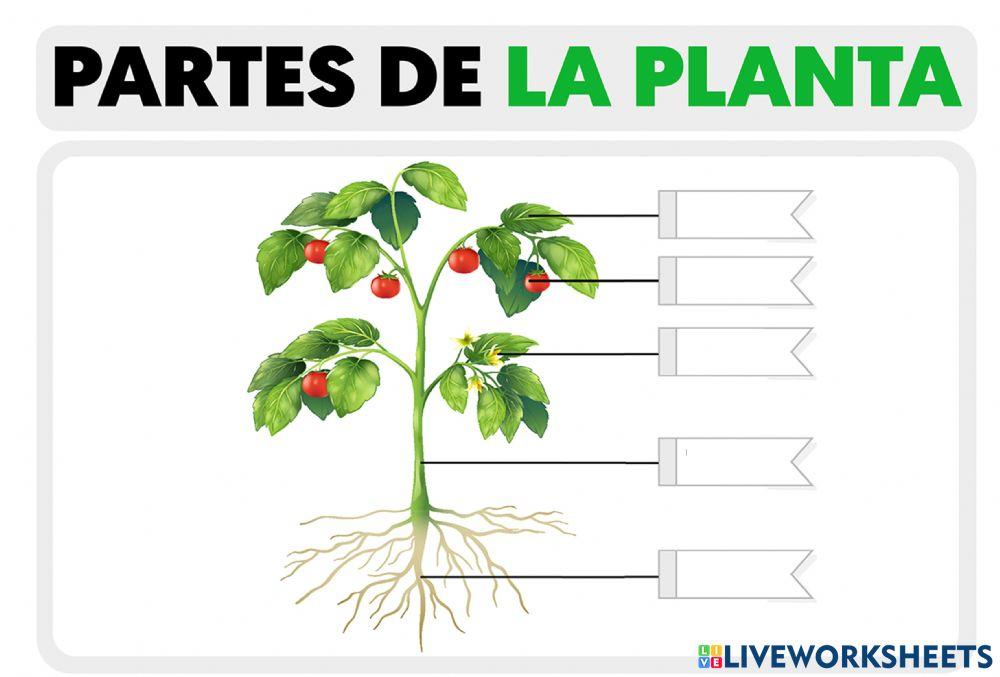 Planta