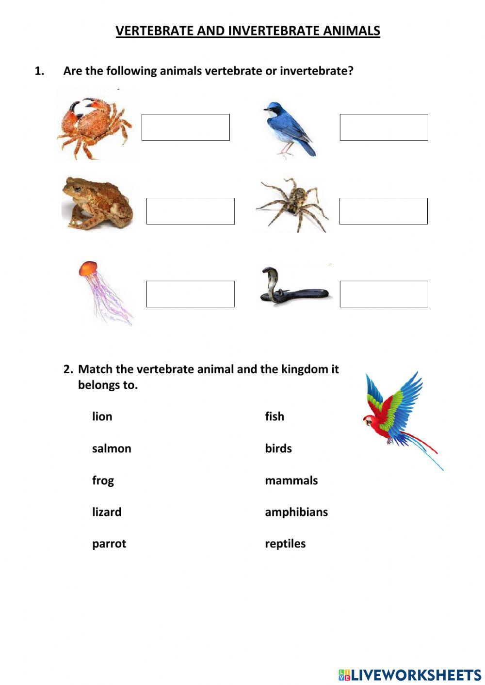 Vertebrate and Invertebrate animals 2308974