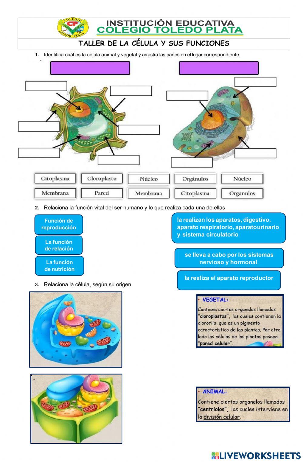 La célula y sus funciones