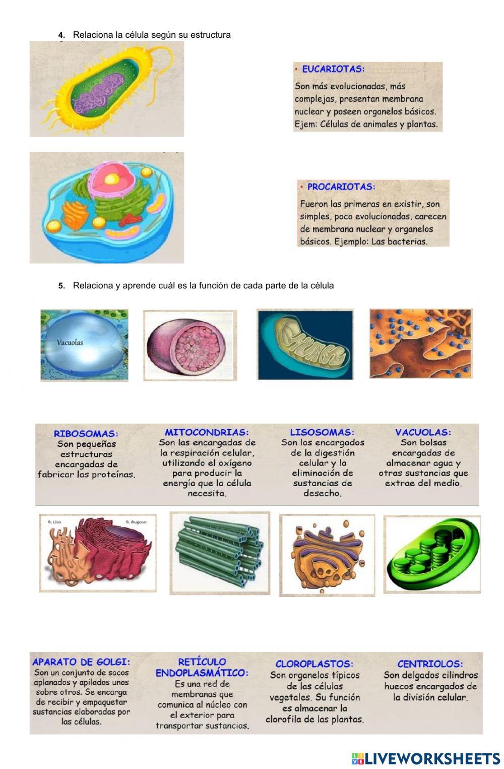 La célula y sus funciones