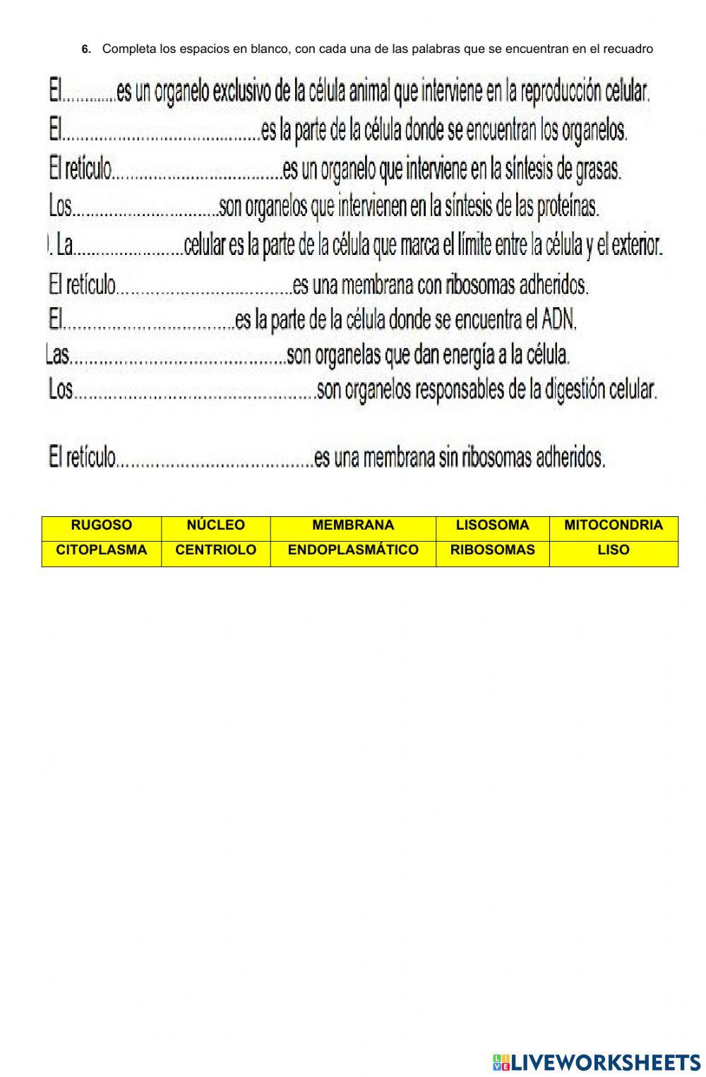 La célula y sus funciones