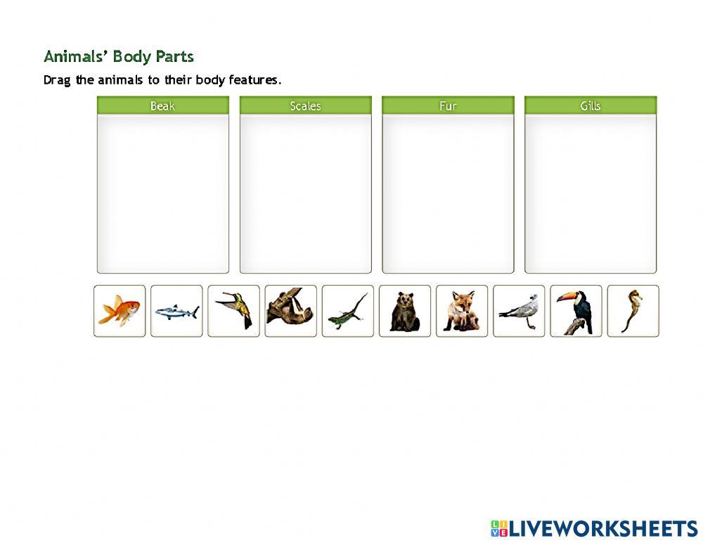 Animal's body parts