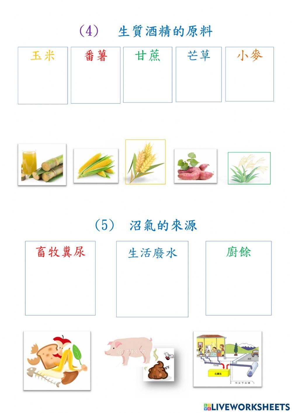 再生能源-生質能的來源配對