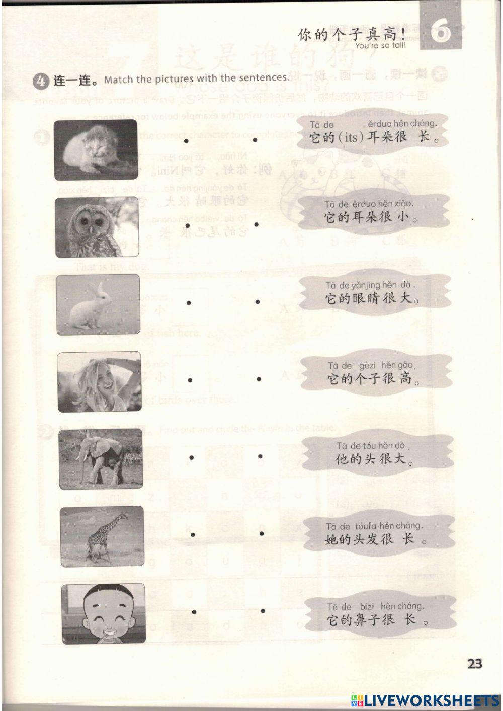 Describe appearance in Chinese