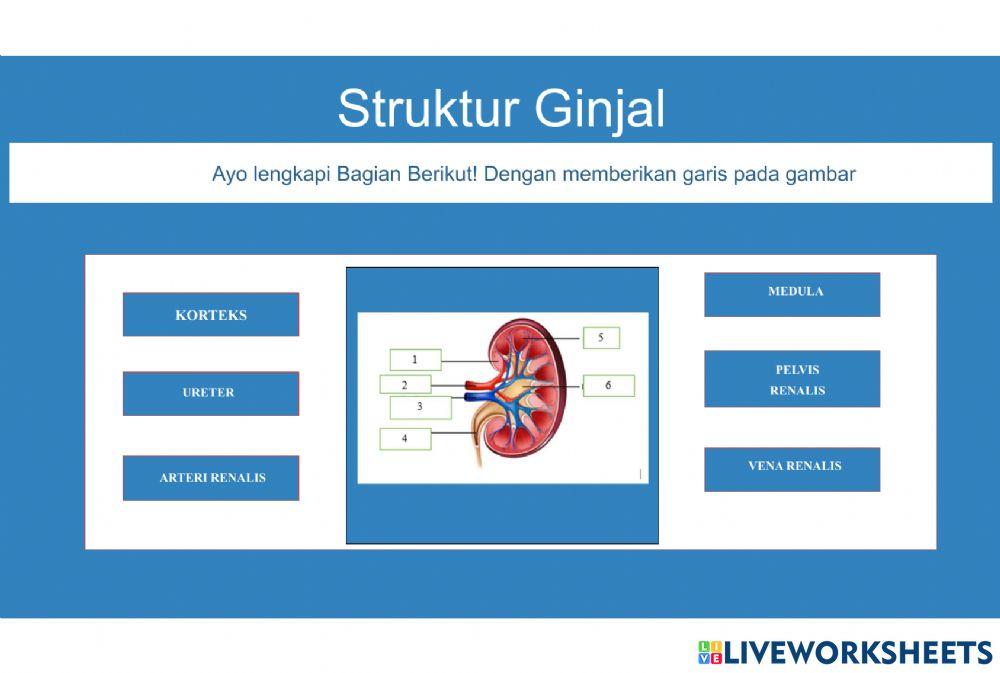 Sistem Ekskresi - Kelas 8 MTsN 2 Pontianak