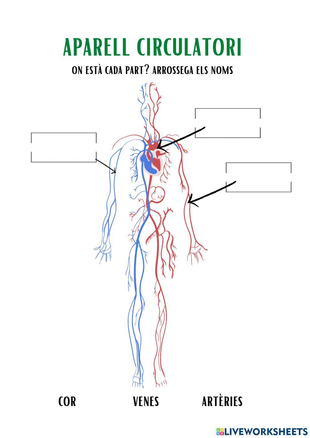 Parts aparell circulatori