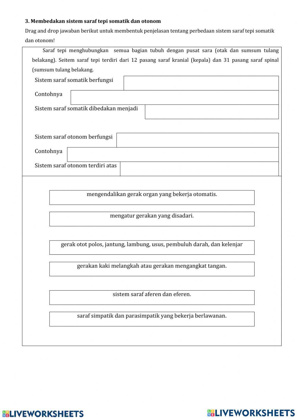 Sistem Saraf (Sistem Koordinasi)