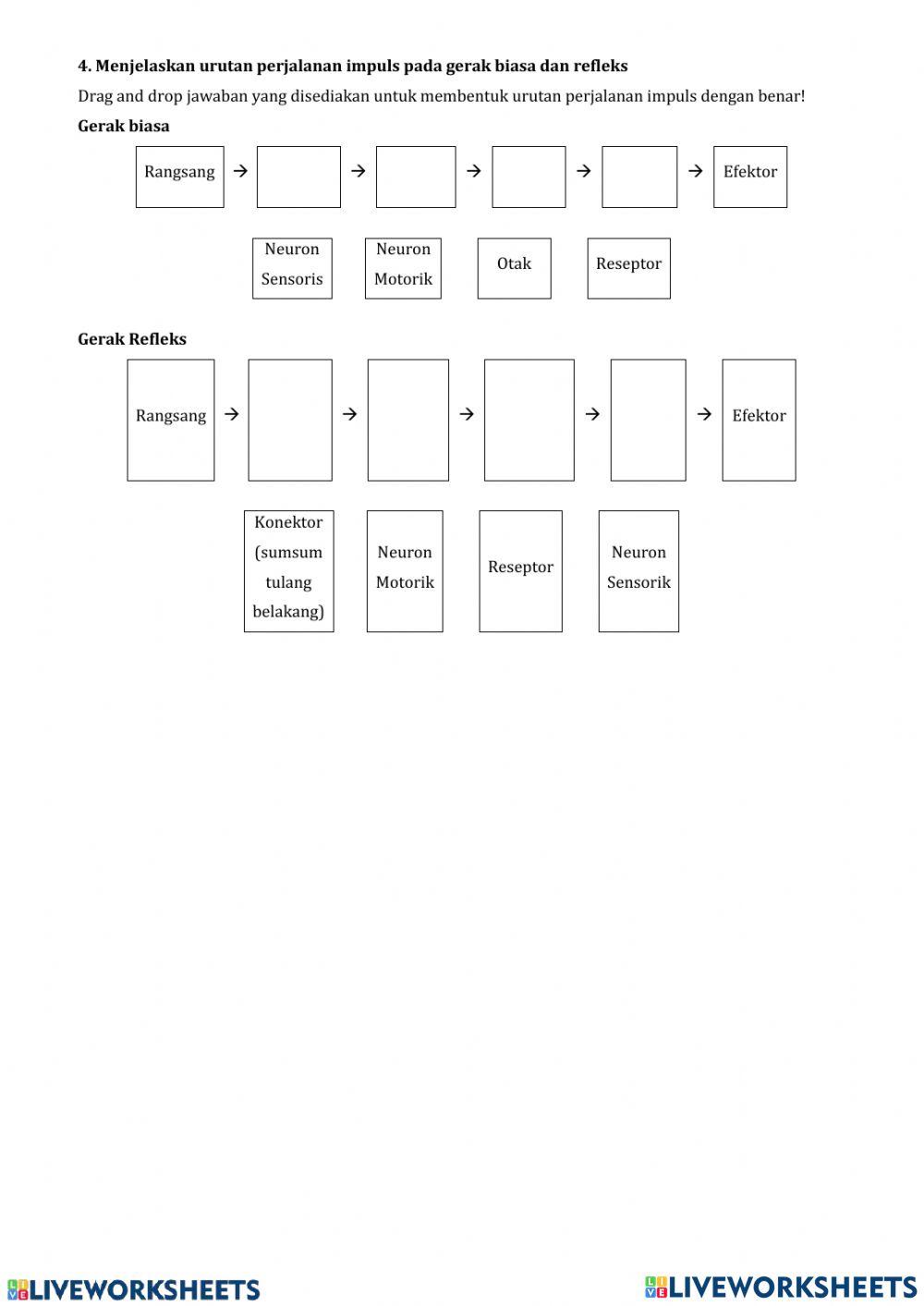 Sistem Saraf (Sistem Koordinasi)