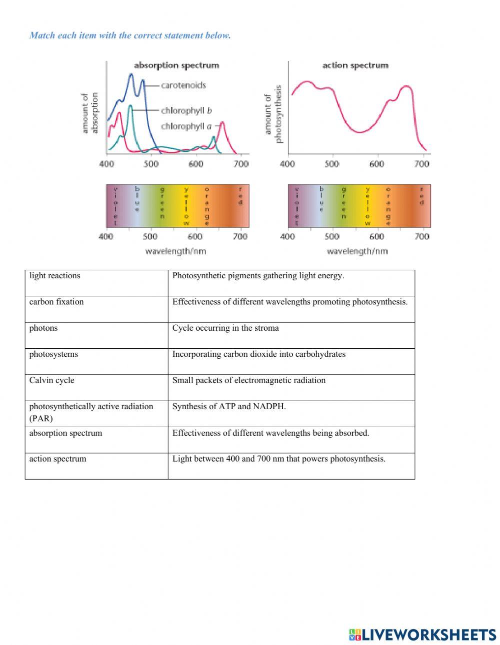 Photosynthesis Matching