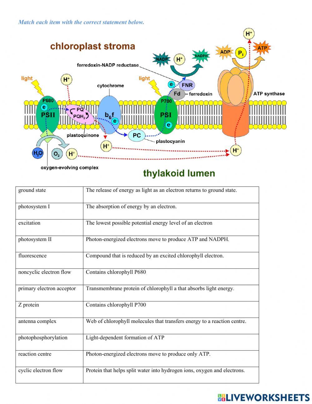 Photosynthesis Matching