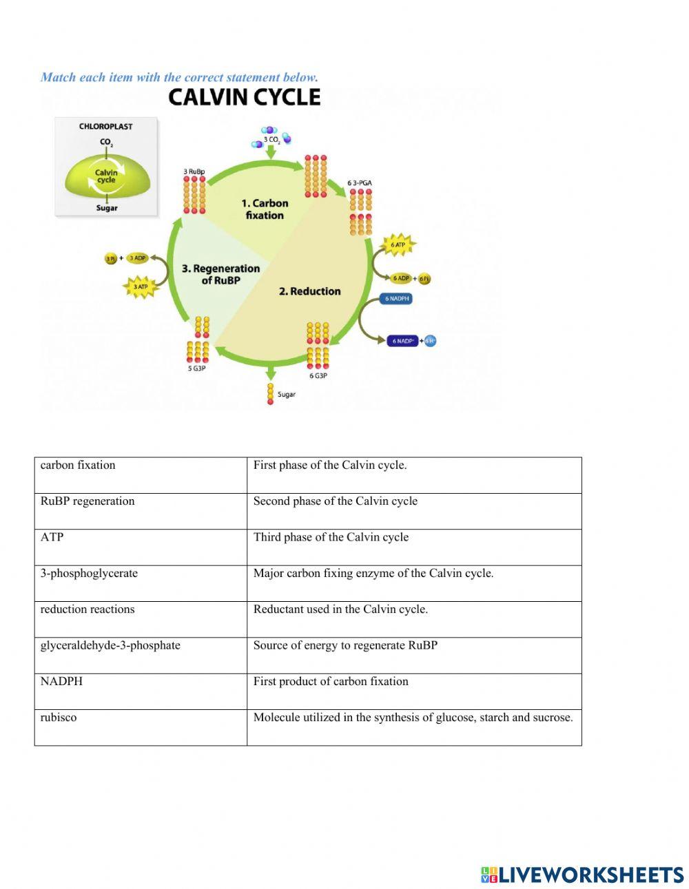 Photosynthesis Matching