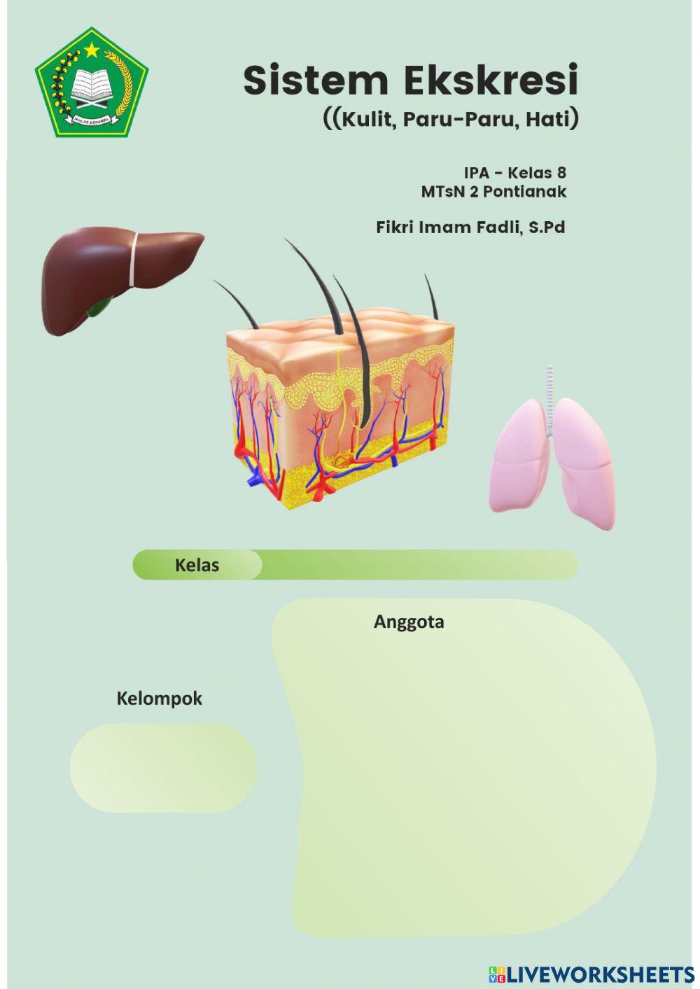 Sistem Eksresi - Kulit-Paru-Paru-Hati