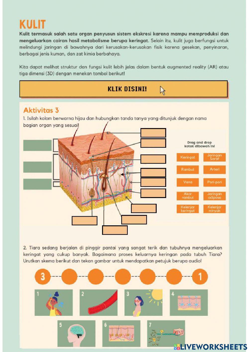 Sistem Eksresi - Kulit-Paru-Paru-Hati