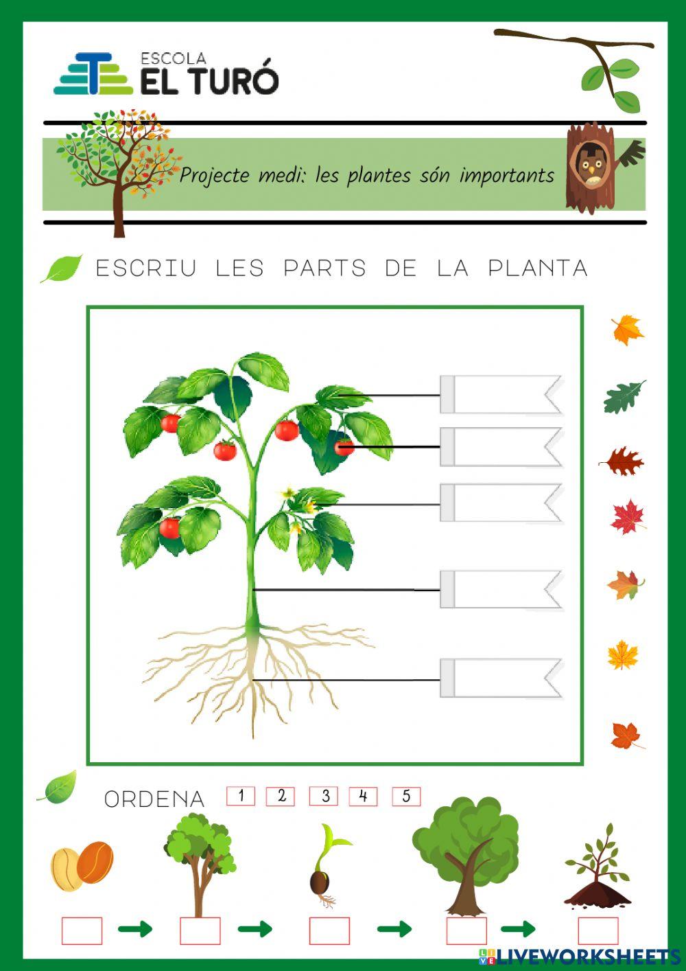 Parts de les plantes