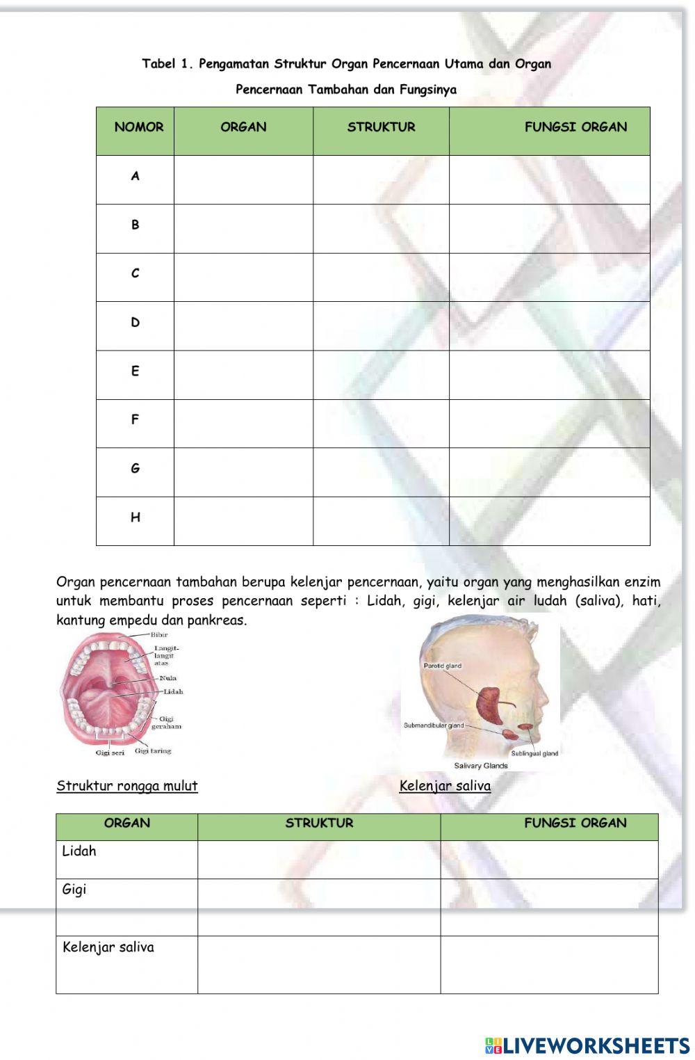 Sistem Pencernaan Makanan