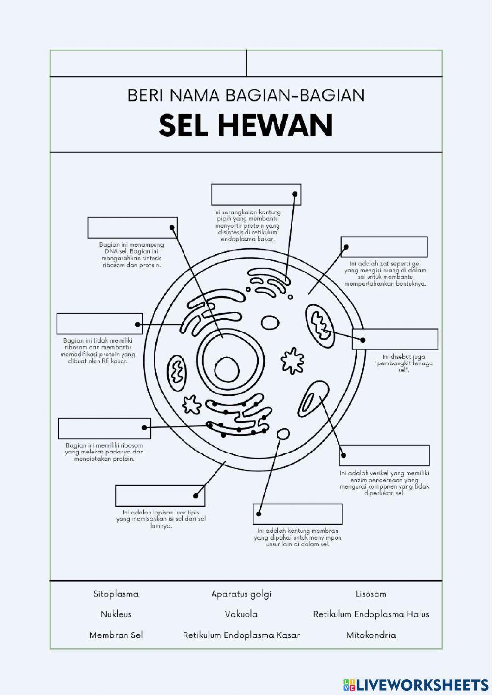 Sel hewan dan tumbuhan