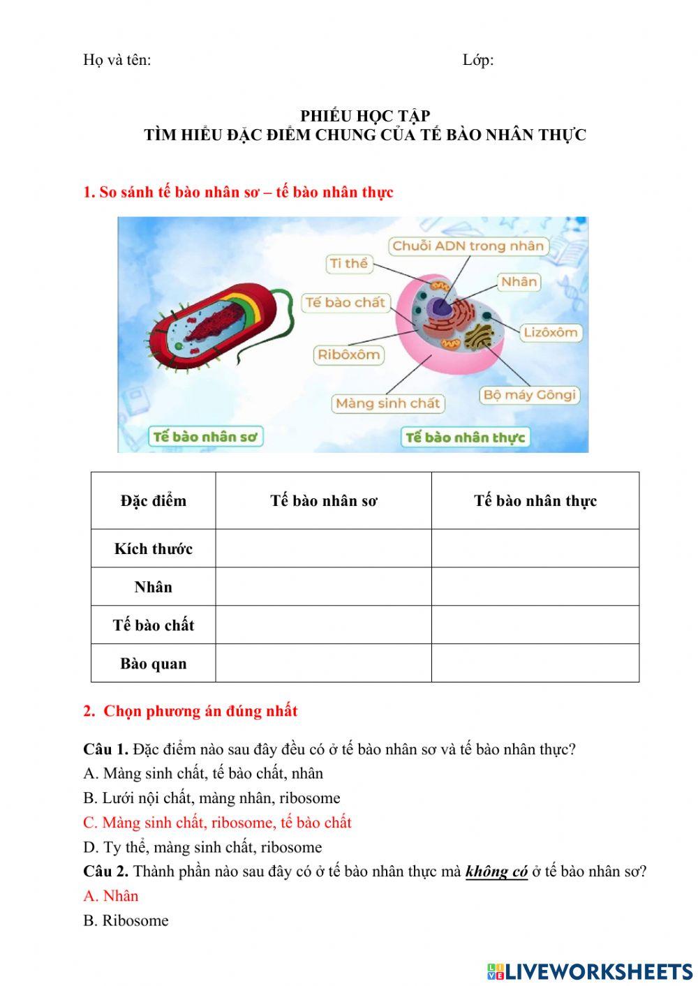 Phiếu học tập - tế bào nhân thực