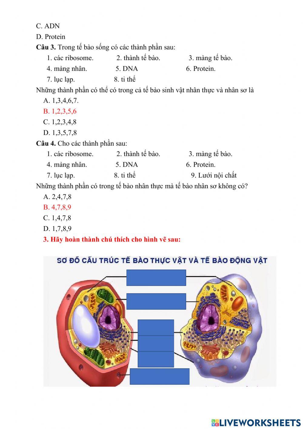 Phiếu học tập - tế bào nhân thực