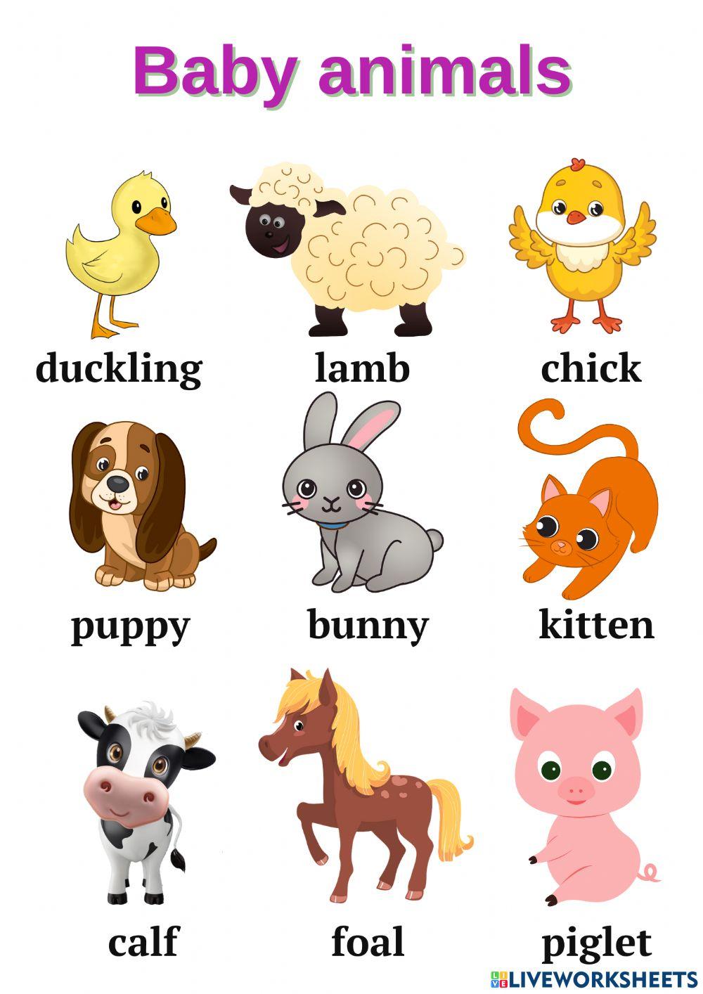 Baby animals Baby animals