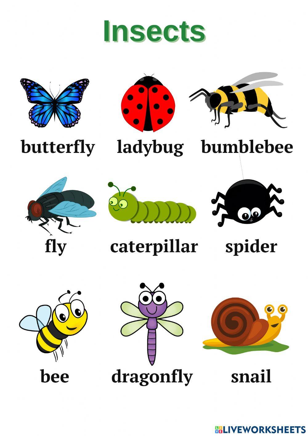 Insects Insects