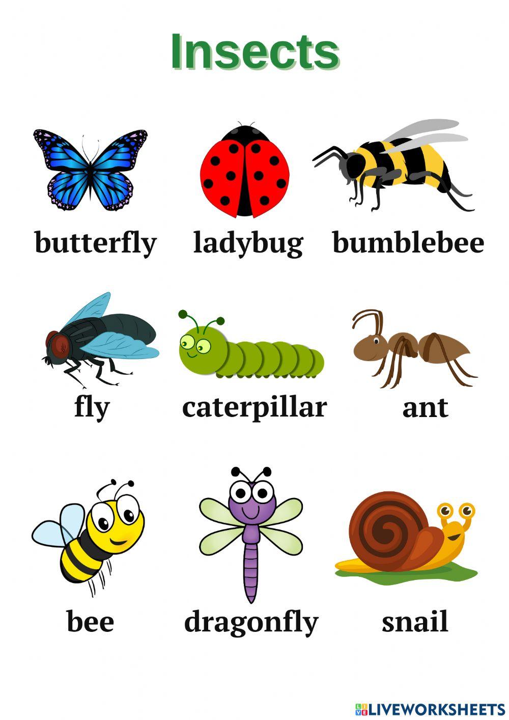 Insects 1 Insects 1