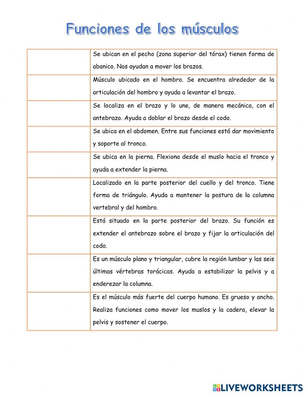 Funciones de los músculos