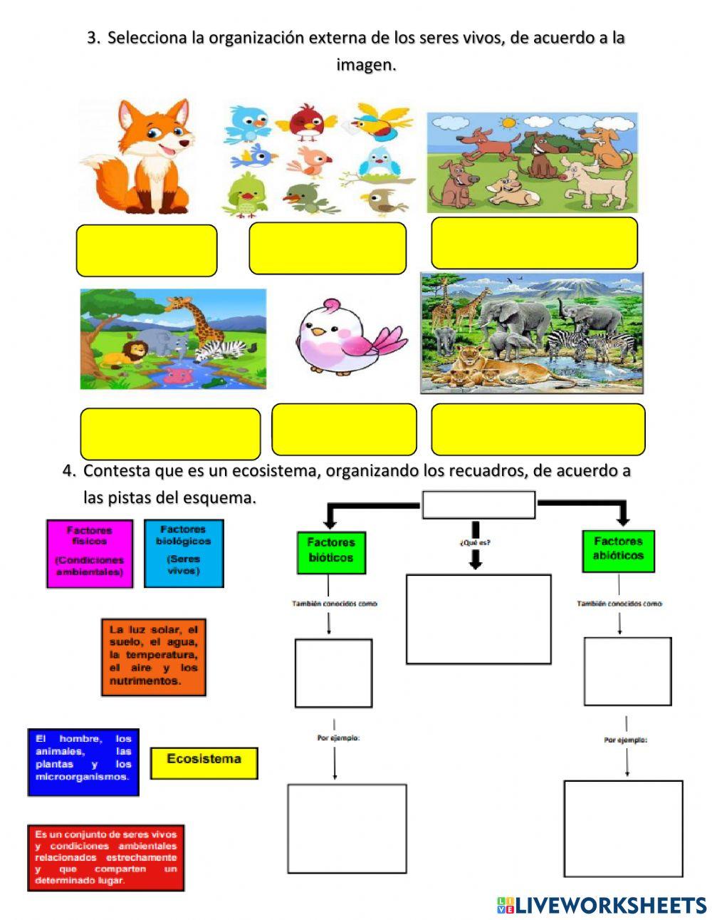 Transferencia semana 12