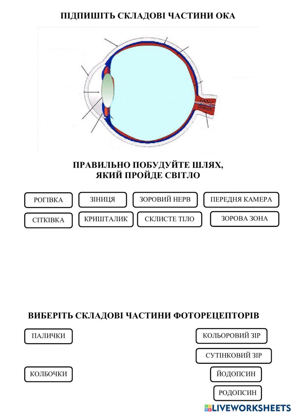 Будова ока людини