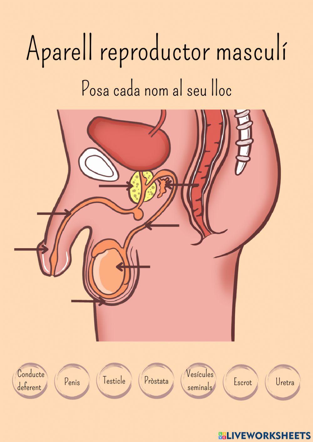 Aparell reproductor masculí