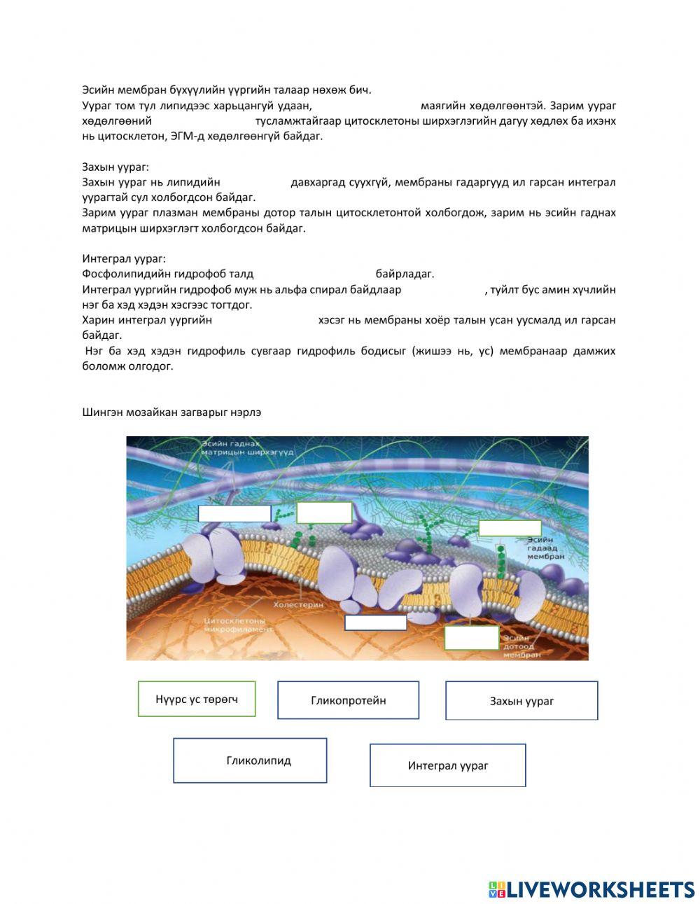 Эсийн мембран online exercise for | Live Worksheets
