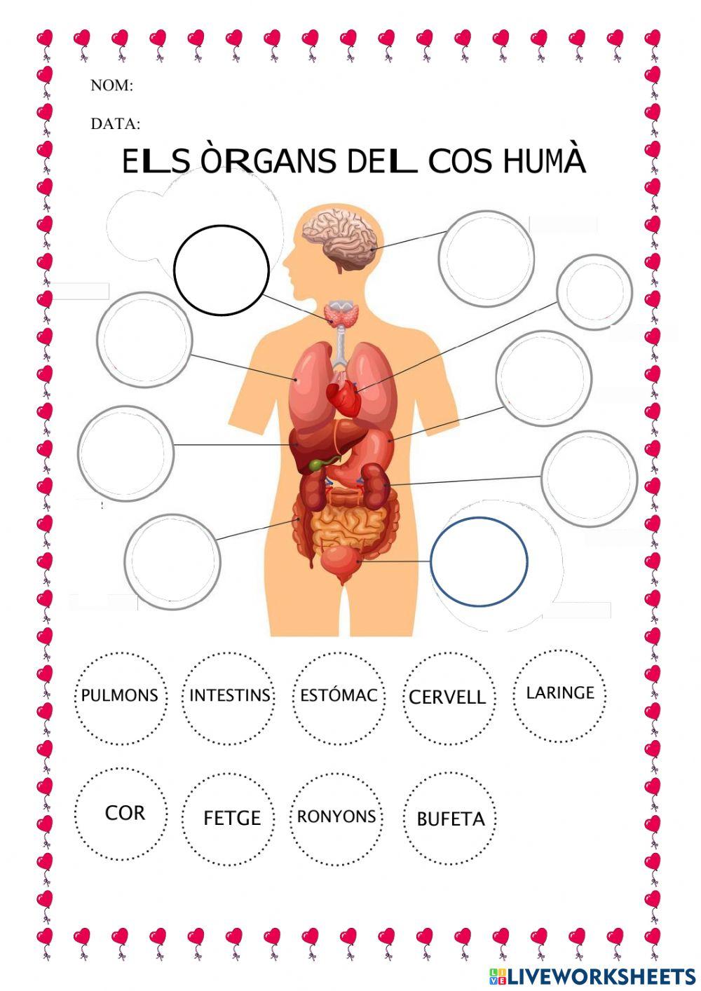 EL COS HUMÀ PER DINS