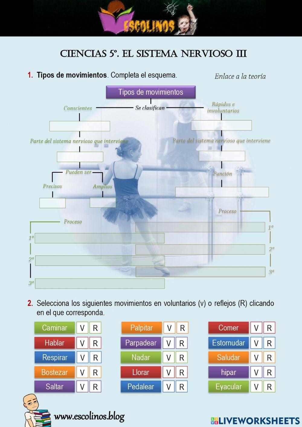 Ciencias 5º. El sisema nervioso III